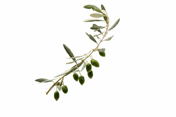 istock Green olives with leaves 825616574