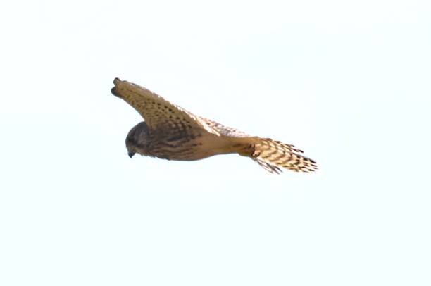 istock female kestrel bird hovering in flight 825620088