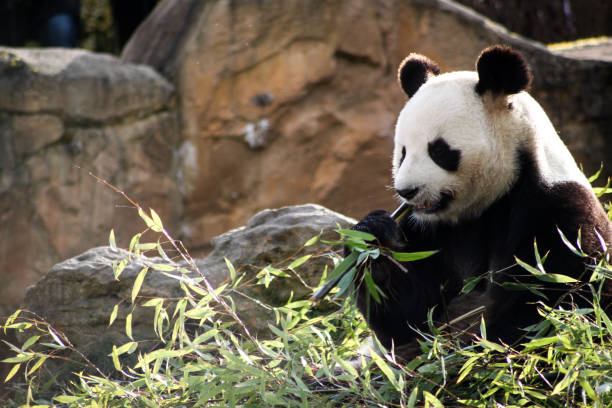 panda dalla cina - panda outdoors horizontal chengdu foto e immagini stock
