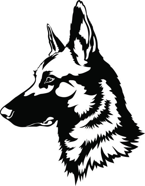 belgian malinois portrait belgian malinois dog portrait german shepherd stock illustrations