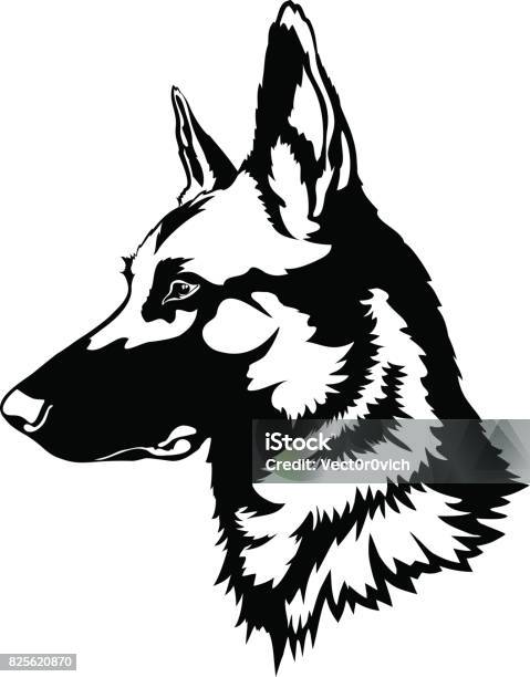 Belgian Malinois Portrait Stock Illustration - Download Image Now - German Shepherd, Dog, Belgian Malinois