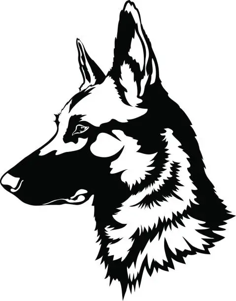 Vector illustration of belgian malinois portrait