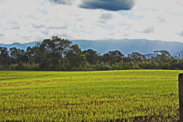 istock Rural landscape of Joinville 825623334