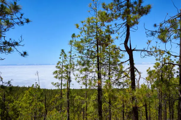 Green forest and the famous passat cloud in Teide National Park, Tenerife, Canary Islands, Spain.