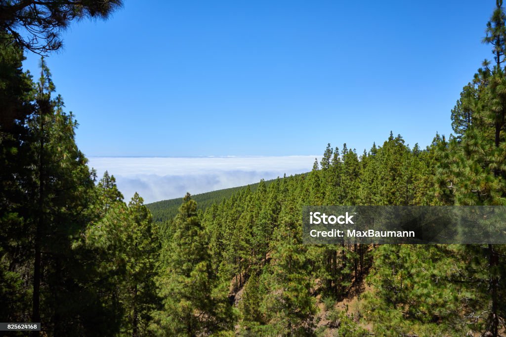Teide National Park- Forest and Passat Cloud Green forest and the famous passat cloud in Teide National Park, Tenerife, Canary Islands, Spain. Above Stock Photo