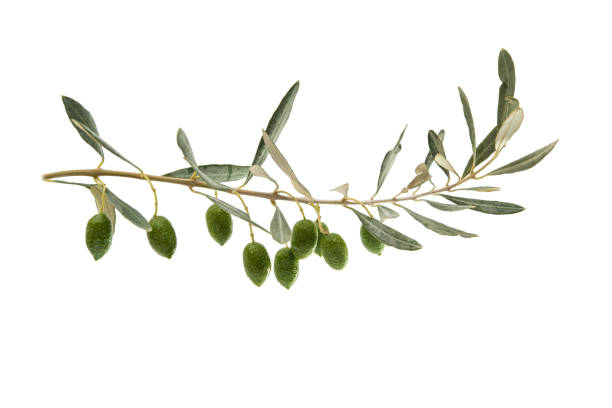 istock Green olives with leaves 825624652