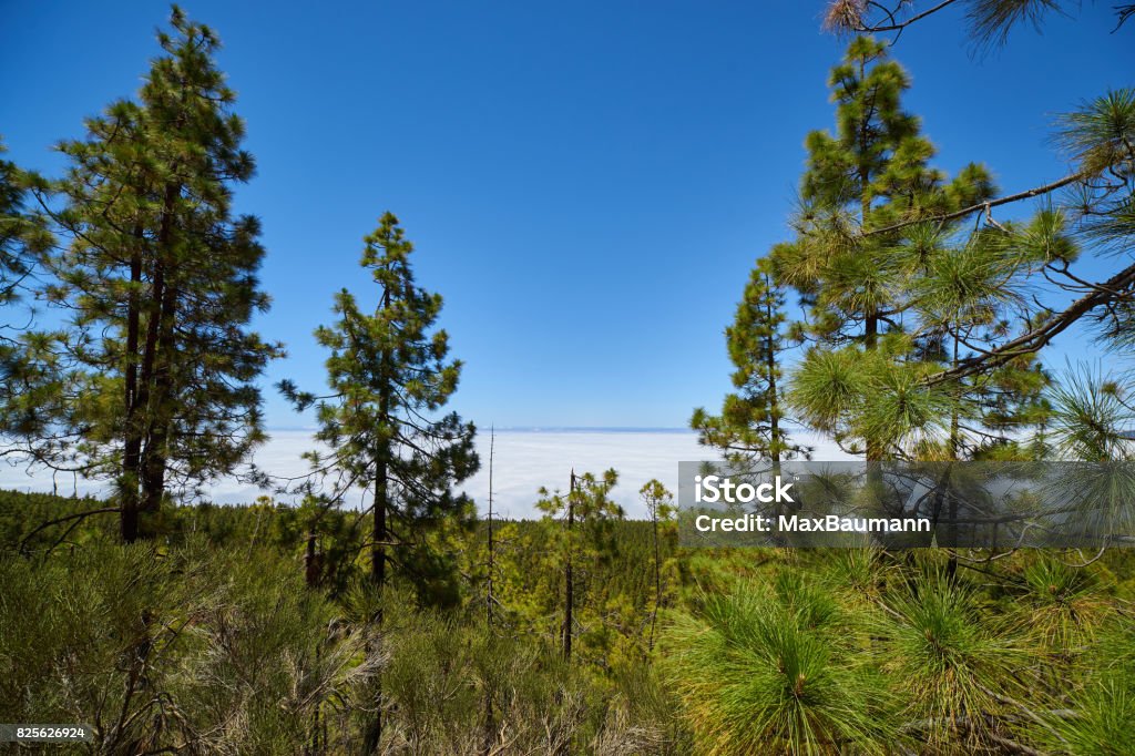 Teide National Park- Forest and Passat Cloud Green forest and the famous passat cloud in Teide National Park, Tenerife, Canary Islands, Spain. Above Stock Photo