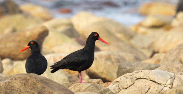 istock Two African Black Oystercatchers standing on rocks 825626968