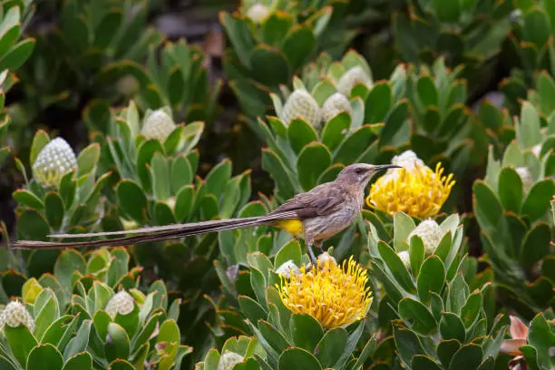 A male Cape Sugarbird (Promerops cafer) perched on a yellow Protea flower, against a partially blurred background, Table Mountain National Park, South Africa