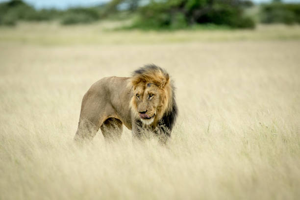 istock Big male Lion standing in the high grass. 825627698