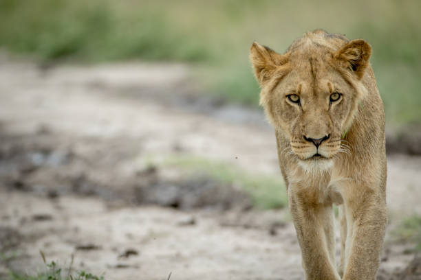 istock Lion walking towards the camera. 825627704