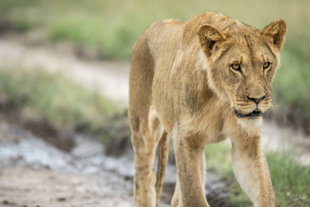 istock Lion walking towards the camera. 825627724