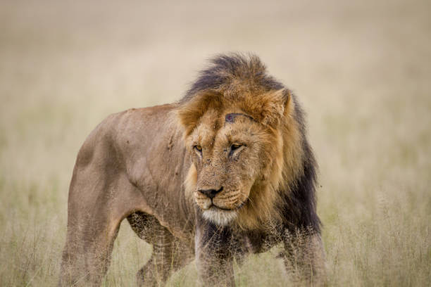 istock Big male Lion standing in the high grass. 825627746