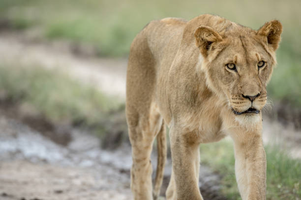 istock Lion walking towards the camera. 825627808