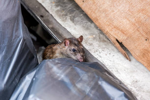 un rat derrière le sac poubelle. mise au point sélective - rat ville photos et images de collection