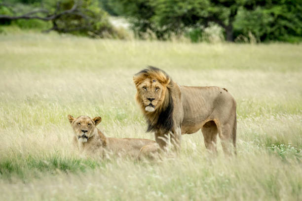 istock Lion mating couple in the grass. 825627830