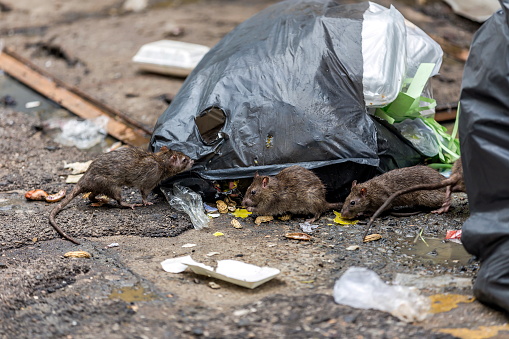 Tres sucios ratones comen desechos al lado de uno. Bolsa de basura en el piso mojado y muy mal olor. Enfoque selectivo. photo