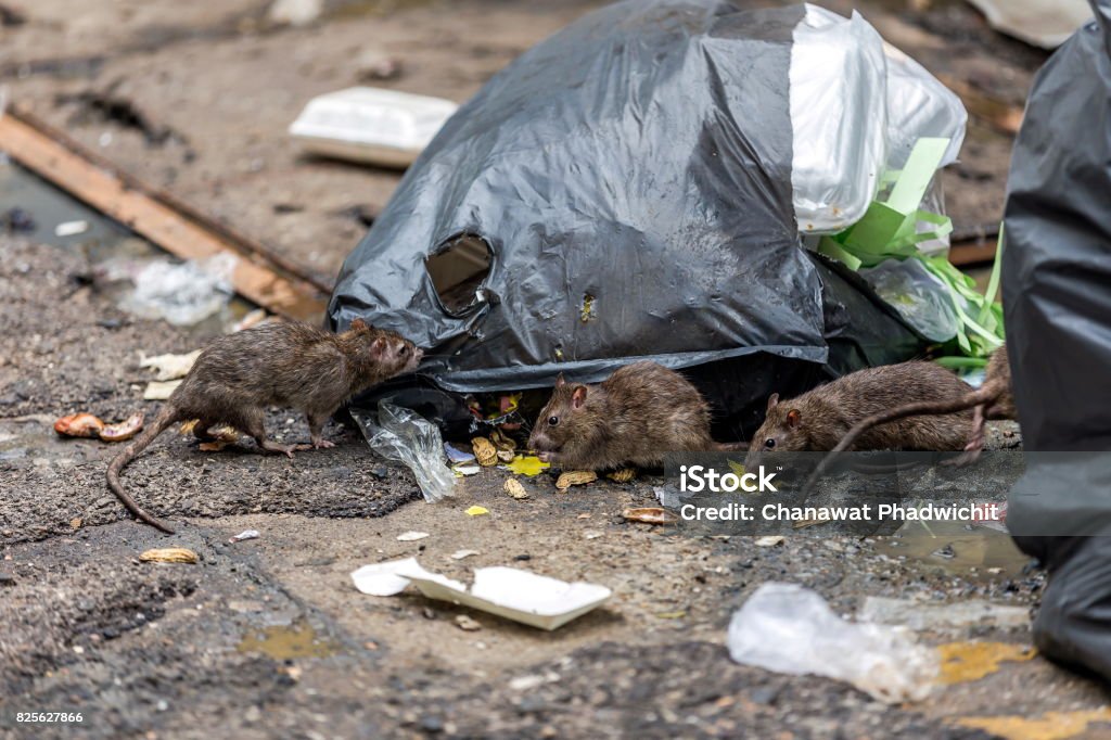 Three dirty mice eat debris next to each other. Rubbish bag On the wet floor and very foul smell. Selective focus. Rat Stock Photo