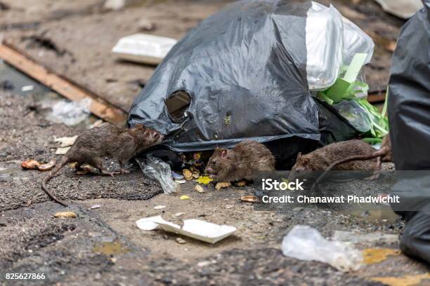 Three Dirty Mice Eat Debris Next To Each Other Rubbish Bag On The Wet Floor And Very Foul Smell Selective Focus Stock Photo - Download Image Now