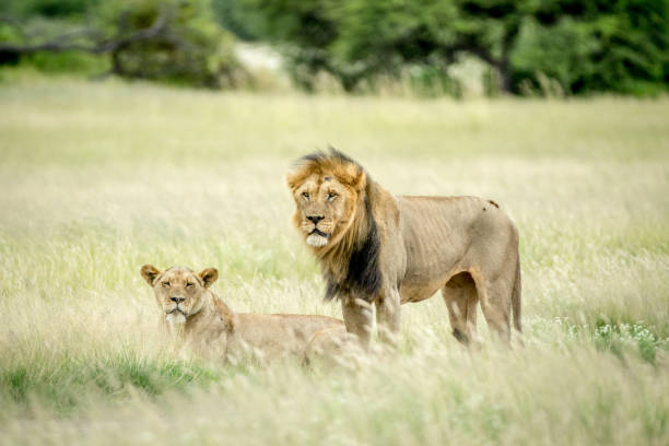 istock Lion mating couple in the grass. 825627880
