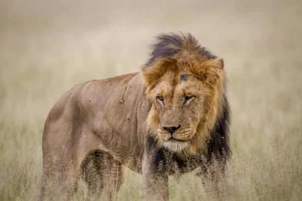 istock Big male Lion standing in the high grass. 825627894
