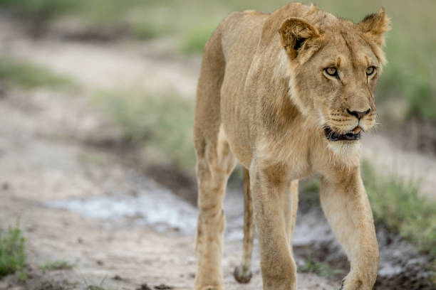 istock Lion walking towards the camera. 825627958
