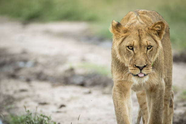 istock Lion walking towards the camera. 825627978