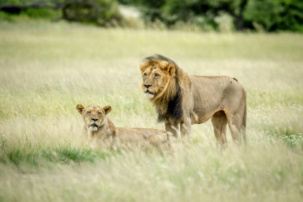 istock Lion mating couple in the grass. 825628034