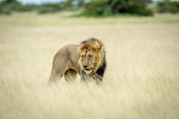 istock Big male Lion standing in the high grass. 825628040