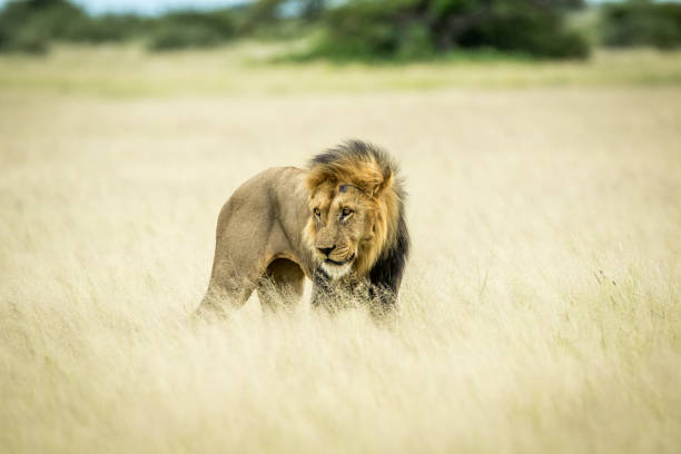istock Big male Lion standing in the high grass. 825628048