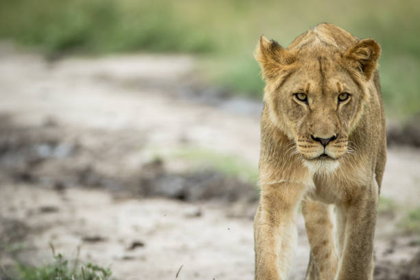 istock Lion walking towards the camera. 825628054