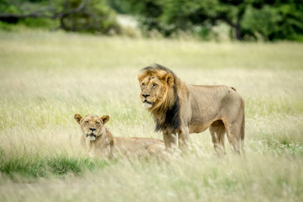 istock Lion mating couple in the grass. 825628142