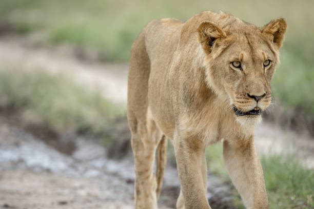 istock Lion walking towards the camera. 825628158