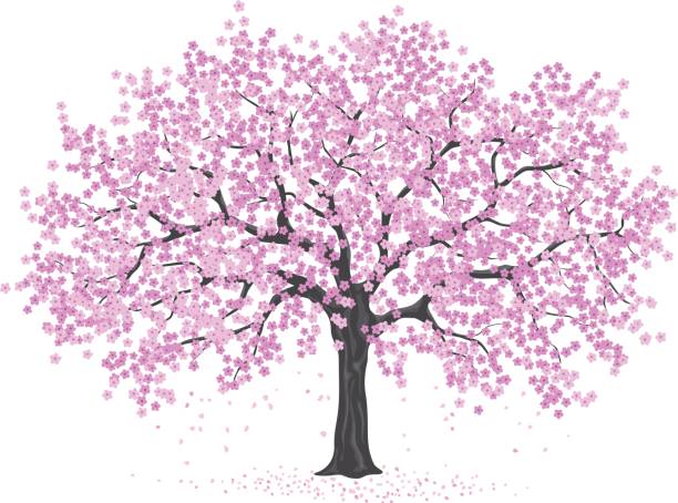illustrazioni stock, clip art, cartoni animati e icone di tendenza di albero di fiori di ciliegio rosa, sakura - oriental cherry tree