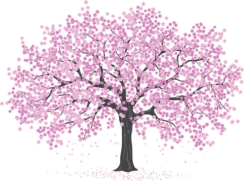 pink cherry blossom tree, sakura