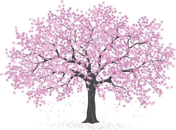 Vector illustration of pink cherry blossom tree, sakura