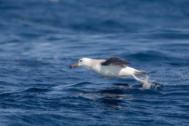 Immature Black browed Albatross  taking off from the sea An immature Black-browed Albatross (Thalassarche melanophrys) taking off from the sea, off Cape Point, South Africa mollymawk photos stock pictures, royalty-free photos & images