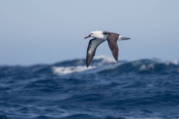 Indian Yellow nosed Albatross in flight at sea Indian Yellow nosed Albatross (thalassarche carter) at sea, in flight over a blue ocean swell, off Cape point, South Africa mollymawk photos stock pictures, royalty-free photos & images