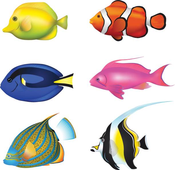 ภาพประกอบสต็อกที่เกี่ยวกับ “ชุดปลาเขตร้อน zebrasoma, clownfish, blue tang, lyretail anthias, angelfish, moorish idol vector ชุดภาพประกอบ - ปลากะรังจิ๋ว ปลาเขตร้อน”