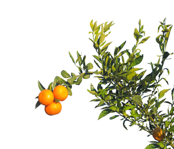 istock Branch of tangerine tree on white background 825631676