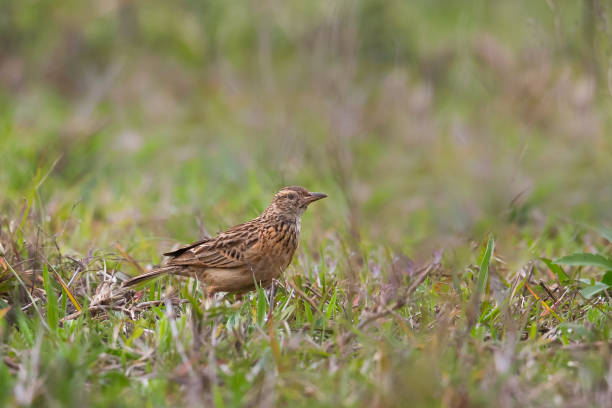 istock Rufous naped Lark in grassland habitat 825631978
