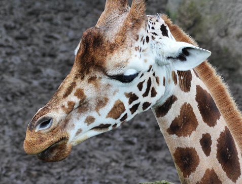 Northern giraffe in captivity