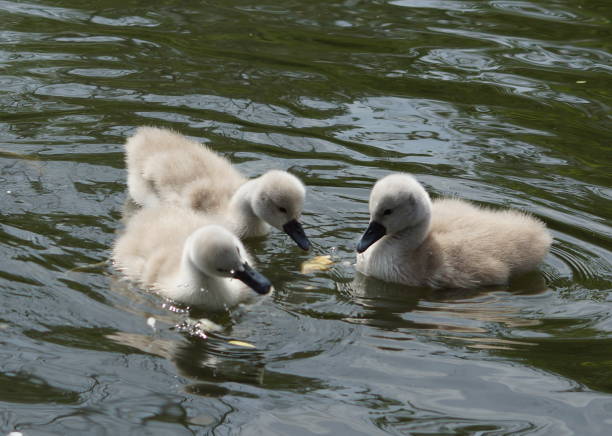 istock Swan babies at sea 825634522