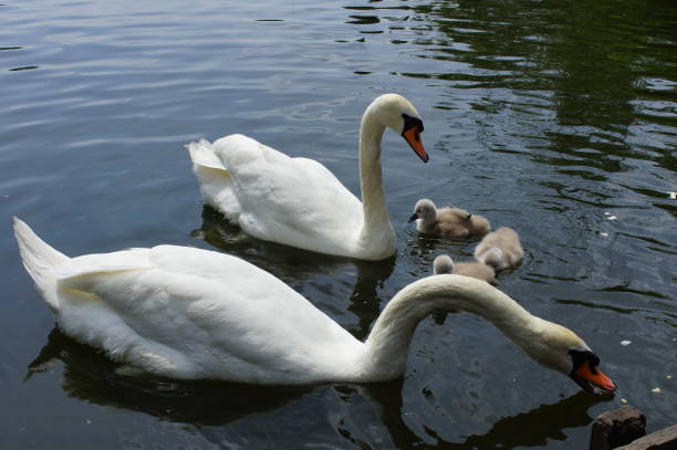 istock Swan babies at sea 825634630