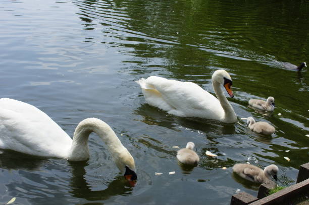 istock Swan babies at sea 825634684