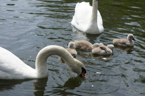 istock Swan babies at sea 825634850