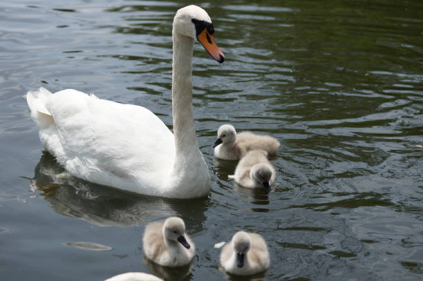 istock Swan babies at sea 825635094