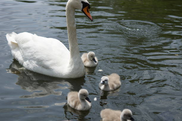istock Swan babies at sea 825635104