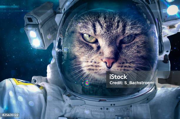 Katze Im In Stockfoto und mehr Bilder von Außerirdischer - Außerirdischer, Tier, UFO