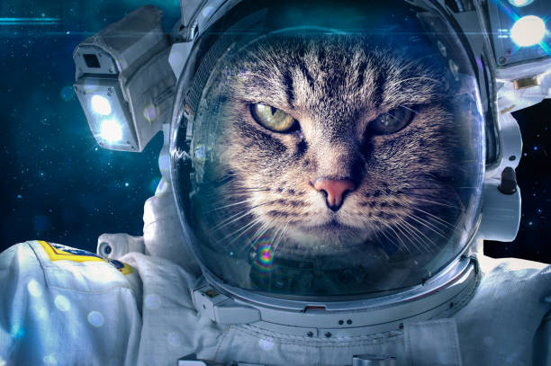 Cat in space Cat in space takes a walk with a space suit spacewalk photos stock pictures, royalty-free photos & images